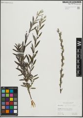 Foto von Salix repens subsp. rosmarinifolia (L.) Andersson